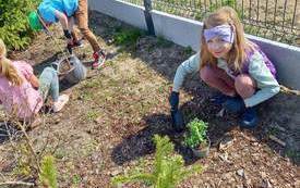 Antonina, Henryk i Lena sadzą rośliny w szkolnym ogrodzie