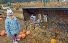 Wiktoria z kl. 0 obserwuje alpaki i kr&oacute;liki