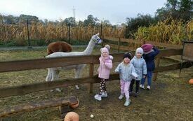 Dziewczynki i alpaki.