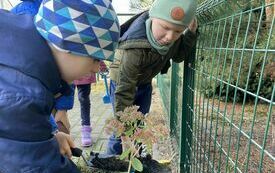 Adrian i Filip sadzą cebulki żonkili