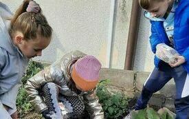 Filip, Aniela i Lena sadzą cebulki żonkili