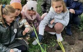 Dziewczynki z kl. 1 sadzą cebulki żonkili