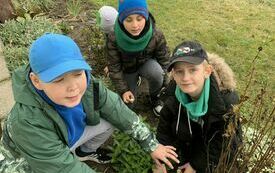 Mikołaj, Damian i Antoni sadzą cebulki żonkili