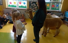 Lena i Lidia karmią alpaki