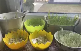 3. Zakładanie hodowli owsa 2